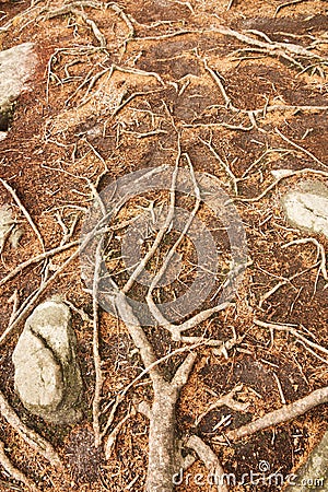 Spruce roots Stock Photo