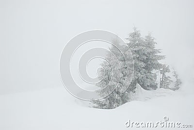 Spruce in snow storm Stock Photo