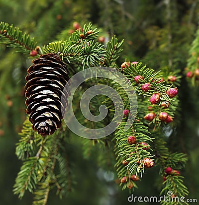 Spruce spring sprout blossom Stock Photo