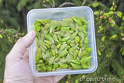 Spruce sprouts Stock Photo