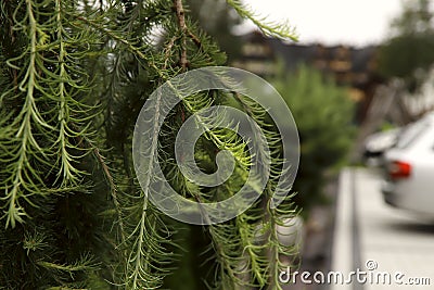 Spruce texture background. Young branches of green spruce hang on the left, on the right contours of cars. Stock Photo