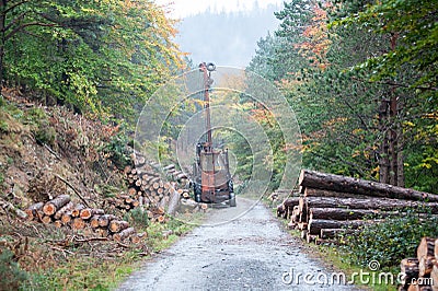 Spruce Timber Logging in the forest Stock Photo