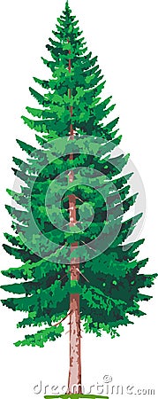 Spruce tree Cartoon Illustration