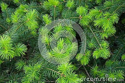 Spruce tree background Stock Photo