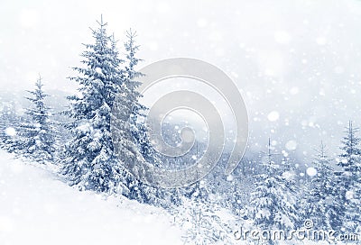Spruce Tree foggy Forest Covered by Snow in Winter Landscape. Stock Photo
