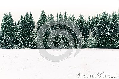 Spruce tree forest covered by fresh snow during Winter Christmas time background. Stock Photo