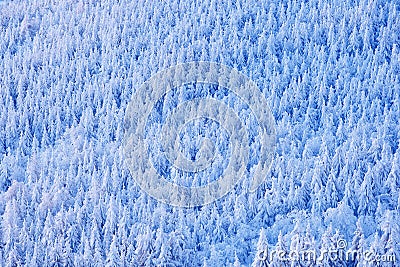 Spruce tree forest with snow, ice and rime. Pink morning light before sunrise. Winter twilight, cold nature in forest. Orlicke hor Stock Photo