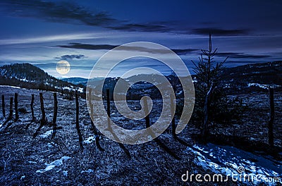 Spruce tree on a hillside in springtime at night Stock Photo