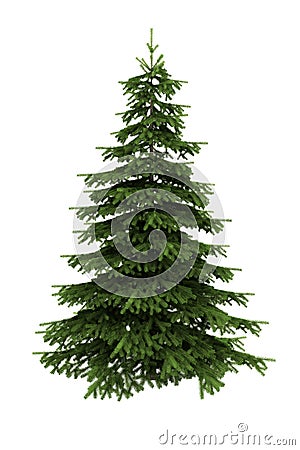 Spruce tree isolated on white background Stock Photo