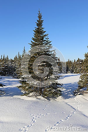 Spruce tree in winter Stock Photo