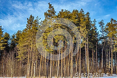 Spruce trees against the background of the spring blue sky. Beautiful picture of the picture Stock Photo