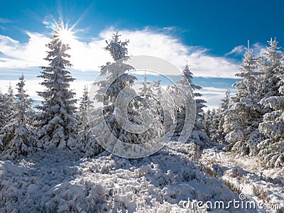 Spruce trees covered with snow and rime Stock Photo