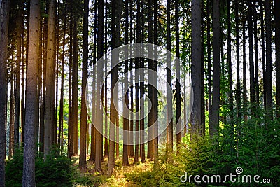 Spruce trees in a forest Stock Photo