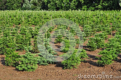 Spruce trees nursery Stock Photo