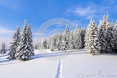 Spruce trees stand in snow swept mountain meadow under a blue winter sky. On the lawn covered with white snow. Stock Photo