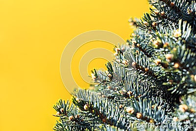Spruce on a yellow background Stock Photo