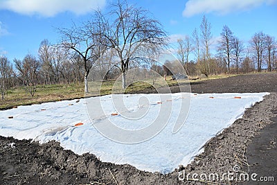 Spunbond hotbed for vegetable seedlings in the spring. Stock Photo