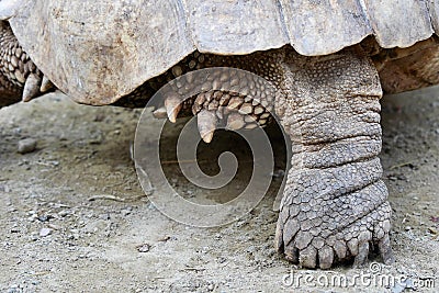 Spur-Thighed Tortoise Leg Stock Photo