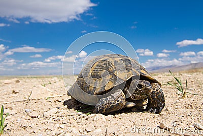 Spur-thighed tortoise (Testudo graeca) Stock Photo