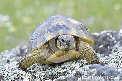 Spur thighed turtle (Testudo graeca) Stock Photo