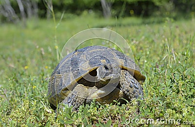 Spur thighed turtle (Testudo graeca) Stock Photo