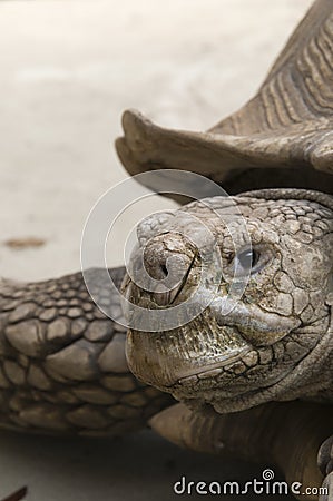 Spur tortise near Stock Photo