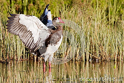 Spur-winged Goose Stock Photo