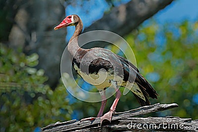Spur-winged goose, Plectropterus gambensis, big black African bird with red bill sitting on the tree trunk. Animal in the habitat, Stock Photo