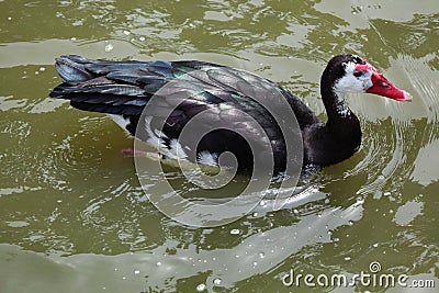 Spur-winged goose (Plectropterus gambensis). Stock Photo