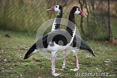 Spur-winged goose (Plectropterus gambensis). Stock Photo