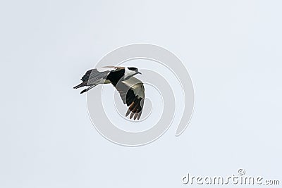 Spur-winged Lapwing in mid flight Stock Photo