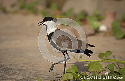 Spur-winged lapwing Stock Photo