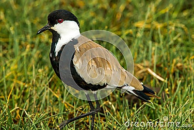 Spur Winged Plover Stock Photo