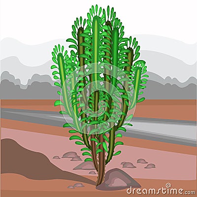 The spurge grows in nature. Beautiful and unpretentious. Euphorbia decorative juicy green twigs. Decoration of dry land in hot Cartoon Illustration