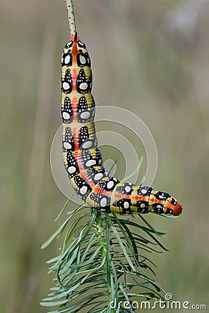 Spurge hawk-moth caterpillarHyles euphorbiae Stock Photo