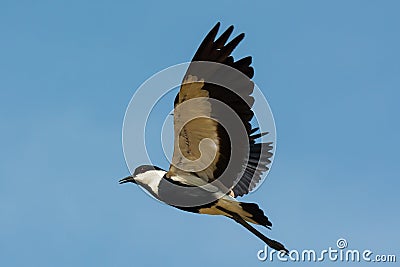 Spurr-Winged Plover in Flight Stock Photo