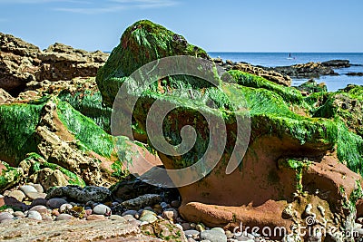 Sqeaweeds, molusc on the beach Stock Photo