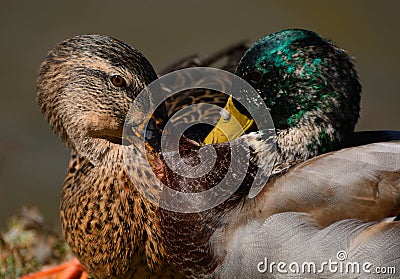 Squabble between Mallard Ducks Stock Photo