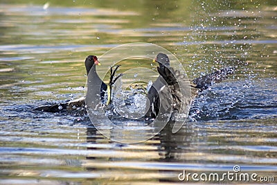 Squabbling Moorhens Stock Photo