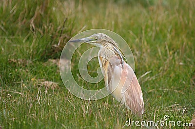 Squacco heron (ardeola ralloides) Stock Photo