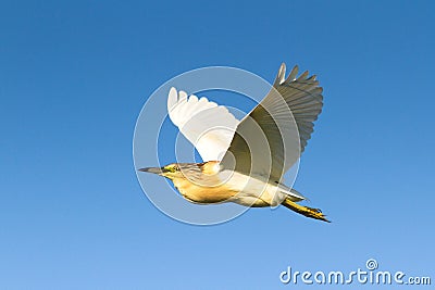 Squacco Heron / Ardeola ralloides Stock Photo