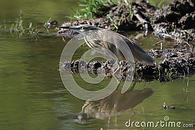 Squacco Heron Stock Photo