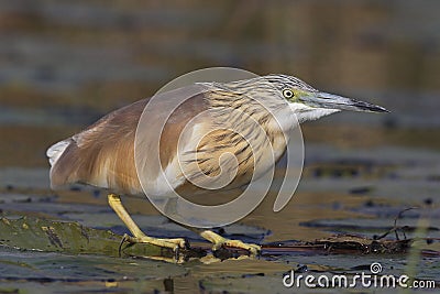 Squacco Heron sitting on a water lilly Stock Photo