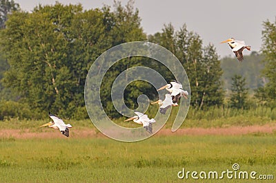 Squadron of American white pelicans flying during the summer in the Crex Meadows Wildlife Area - mainly wetlands area Stock Photo