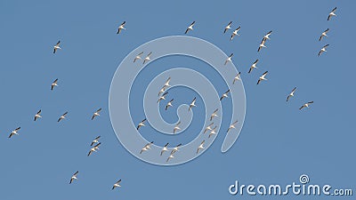 Squadron of american white pelicans migrating in fall - taken on the Minnesota River Stock Photo