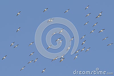 Squadron of american white pelicans migrating in fall - taken on the Minnesota River Stock Photo