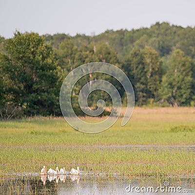 Squadron of American white pelicans resting on the water during the summer in the Crex Meadows Wildlife Area - mainly wetlands are Stock Photo