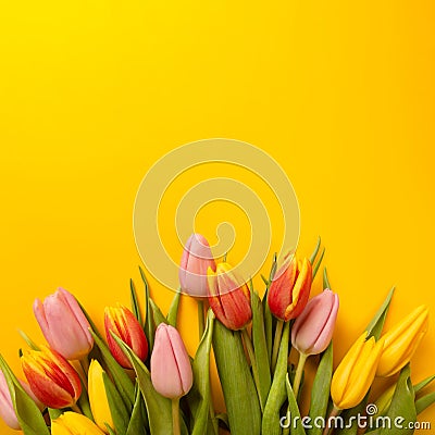 Square background with a bouquet of tulips on an yellow background. Flat lay, top view with copyspace. Stock Photo