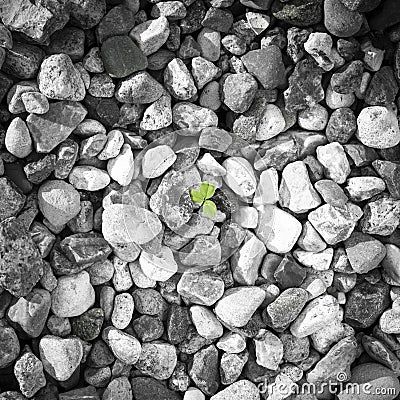 Grey pebbles texture with green trefoil lleaf Stock Photo