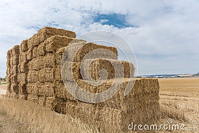 Many stacked hay bales on a harvested field Stock Photo